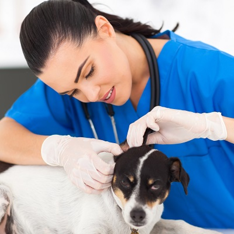 curso-presencial-de-auxiliar-veterinrio