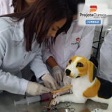curso de auxiliar de veterinário valores Conjunto Residencial Pacaembu II