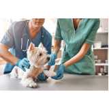 curso técnico de auxiliar de veterinário valores VILA PROGRESSO